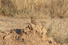Chersomanes albofasciata albofasciata