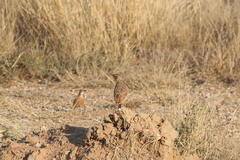 Chersomanes albofasciata albofasciata