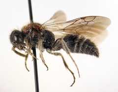 Physetopoda scutellaris