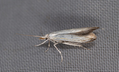 Coleophora ibipennella