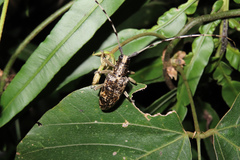 Acalolepta permutans paucipunctata