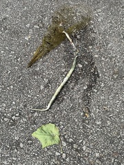 Trimeresurus albolabris