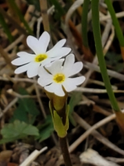 Primula egaliksensis