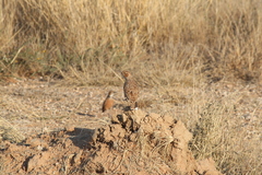 Chersomanes albofasciata albofasciata