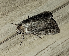 Neogalea sunia