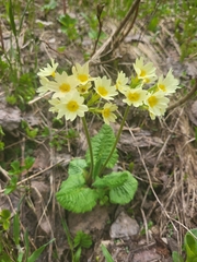 Primula ruprechtii