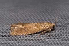 Pelochrista caecimaculana