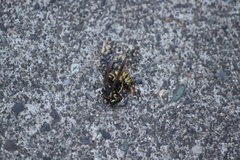Vespula infernalis