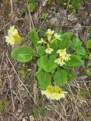 Primula ruprechtii