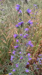 Echium vulgare