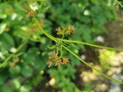 Vincetoxicum rossicum