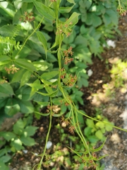 Vincetoxicum rossicum