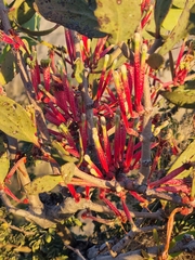 Tapinanthus
