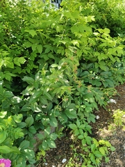 Vincetoxicum rossicum