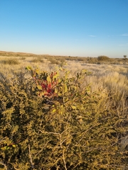 Tapinanthus