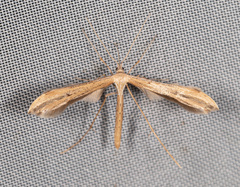 Stenoptilia pterodactyla