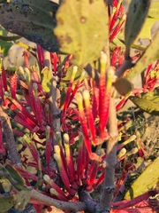 Tapinanthus