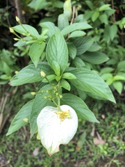 Mussaenda philippica