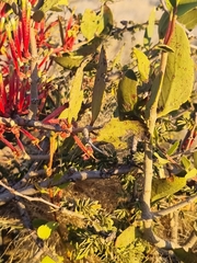 Tapinanthus