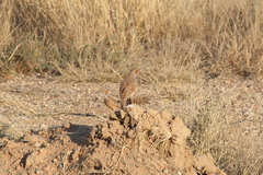 Chersomanes albofasciata albofasciata
