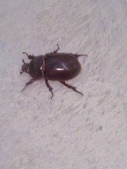Oryctes nasicornis grypus