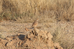Chersomanes albofasciata albofasciata