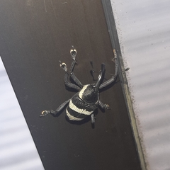 Cholus costaricensis