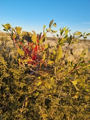Tapinanthus