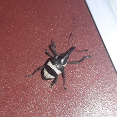 Cholus costaricensis