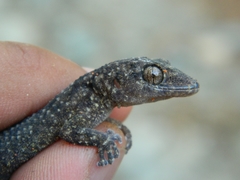 Phyllodactylus bordai