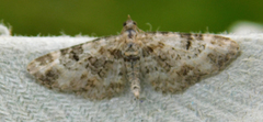 Eupithecia pulchellata
