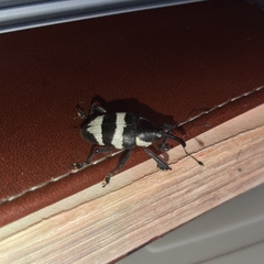 Cholus costaricensis