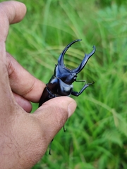 Dorcus nepalensis