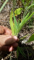 Dichanthelium praecocius