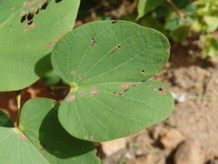 Bauhinia cheilantha