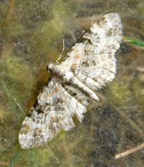 Eupithecia pulchellata
