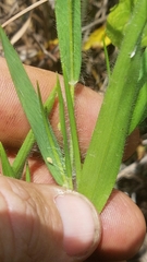 Dichanthelium praecocius