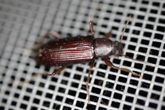 Hemicrepidius nemnonius