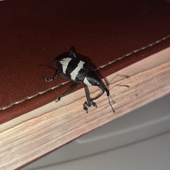 Cholus costaricensis