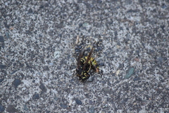 Vespula infernalis
