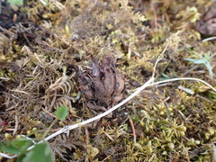 Mannagettaea hummelii