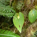 Pleurothallis phyllocardioides - Photo (c) dbdrummey, some rights reserved (CC BY-NC)