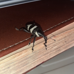 Cholus costaricensis