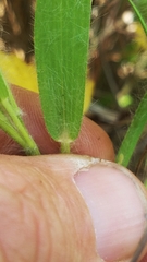 Dichanthelium praecocius