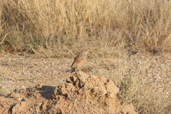 Chersomanes albofasciata albofasciata