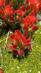 Castilleja tolucensis