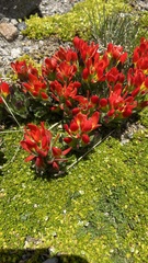 Castilleja tolucensis