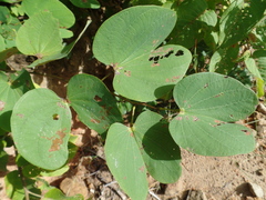 Bauhinia cheilantha