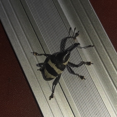 Cholus costaricensis