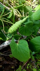 Matelea hirtelliflora